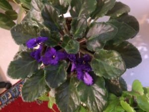 african-violet